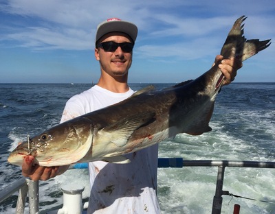Nice cobia caught on our drift fishing trip aboard the Catch My Drift