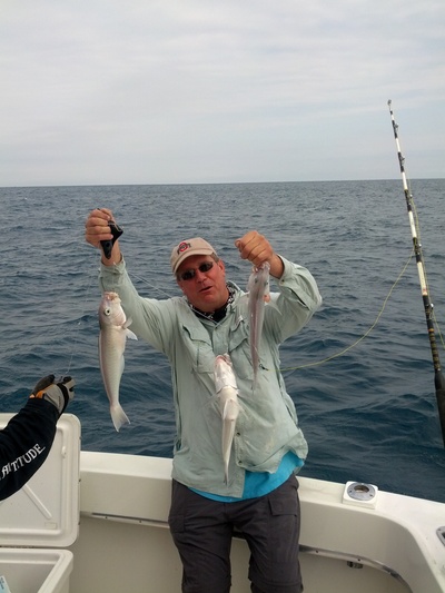 Bunch of tilefish biting we caught while shark fishing