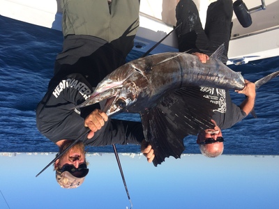 Big sailfish just caught on our deep sea fishing charter
