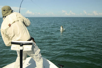 Jay Peck's Sarasota fly tarpon caught and released with Capt. Rick Grassett.