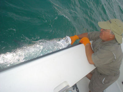 Jim Festa's Siesta Key tarpon caught & released while fishing with Capt. Rick Grassett.