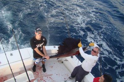 sailfish