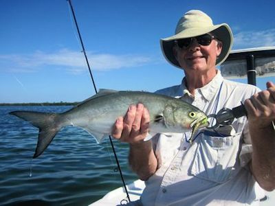 Keith McClintock, from Lake Forest, IL, with a hefty bluefish caught and rleased on a CAL jig with a shad tail while fishing Sarasota Bay with Capt. Rick Grassett.