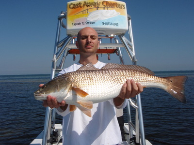 Redfishing In Tampa Bay Is Getting Better!