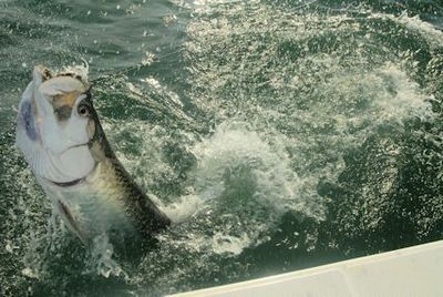 Hal Lutz, from Parrish, FL, jumped this tarpon in the coastal gulf in Sarasota while fishing with Capt. Rick Grassett.
