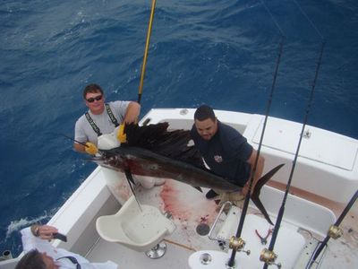 sailfish