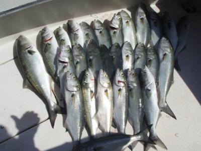 bluefish bait