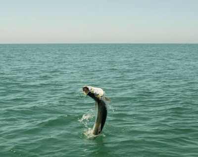 Mike Perez Sarasota fly tarpon jump caught and released with Capt. Rick Grassett