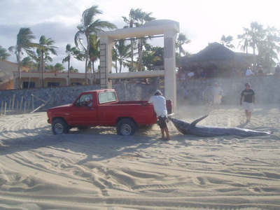 Here you can appreciate the length of this magnificent creature, though its sad to see it dragged thru the sand.