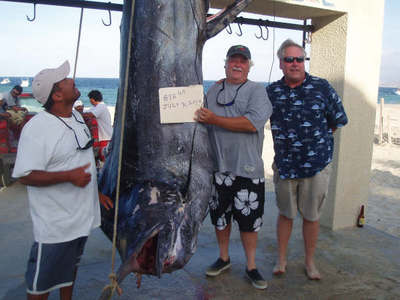 898 lbs Blue Marlin