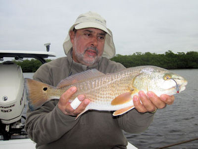 Patrice Camillieri Sarasota Bay Grassett Flats Minnow fly redfish