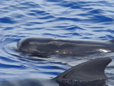 whales off fort lauderdale