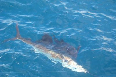 sailfish