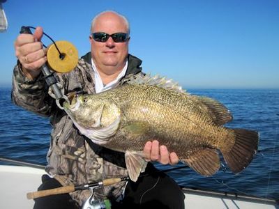 Steve Strobl, from Tampa, FL, with a nice Sarasota 10-pound tripletail caught on a DOA Shrimp while fishing with Capt. Rick Grassett.