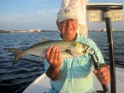 Tim Graham, from Nokomis, FL, caught and released this bluefish on a CAL jig with a shad tail while fishing Sarasota Bay with Capt. Rick Grassett.