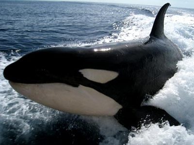 Orca Rides The Wake of Mike Graces' Boat