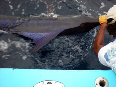 Tamarindo marlin fishing