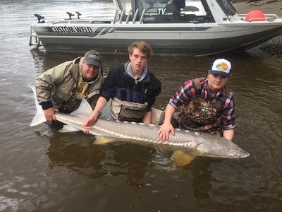 7 foot Fraser river Sturgeon caught late March