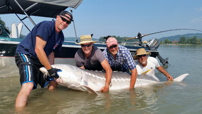 8 foot Fraser river Sturgeon caught on a recent charter
