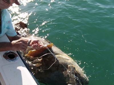 450 lb Goliath Grouper Caught and Released