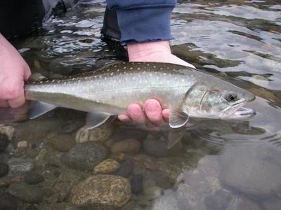 Bull trout fly fishing near Vancouver with Silversides Guided Fishing is best from March to July