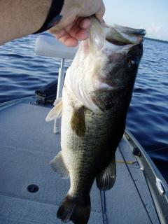 Here is the bass that ate the whole thing.