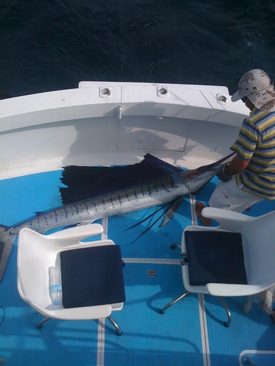 puerto vallarta sailfish