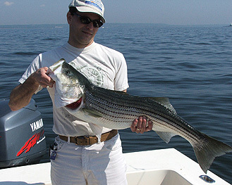 Raritan Bay Spring Striper