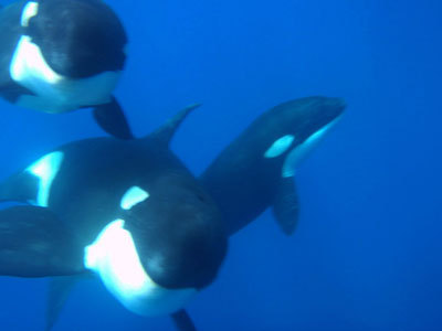 Will Rogers Jumps in With a Pod of Killer Whales