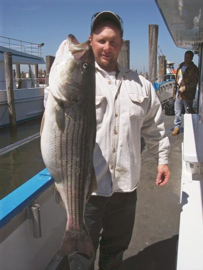 Randy Hal/Wayne N.J. 34 inches 22 1/2 pounds. Fish had 2 whole bunkers in em\'.