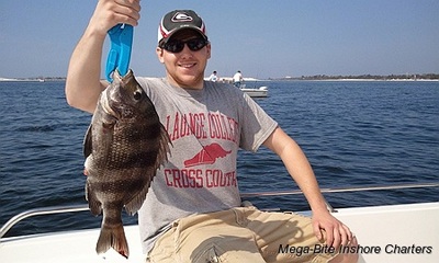 Chris shows off his first sheepshead of the day.