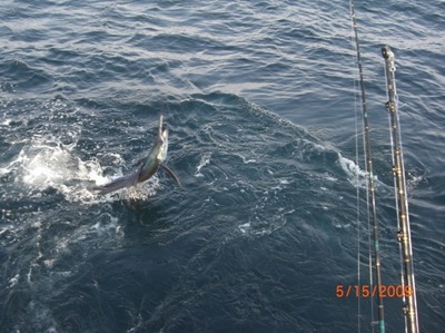 Puerto Vallarta sailfish