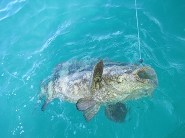 80-pound goliath grouper, on a pinfish, then released
