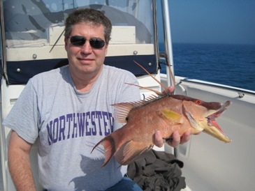17-inch hogfish
