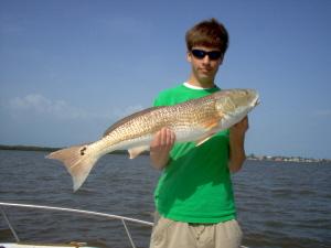 32 inch redfish released in Estero Bay, Bonita Beach, SW FL