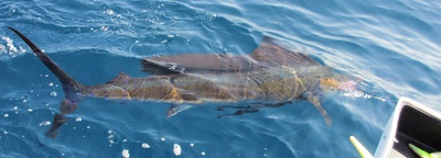 sailfish release