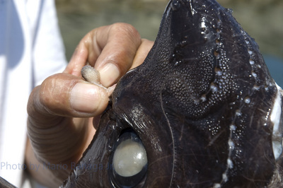 Ratfish also known as a Chimaera or Quimera